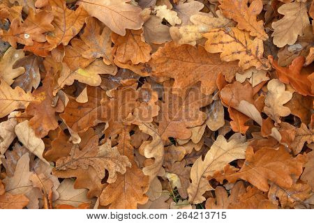 Carpet Of Fallen Autumn Leaves On Grass. Beautiful Colorful Leaves In Autumn Forest. Red, Orange, Ye