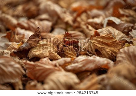 Carpet Of Fallen Autumn Leaves On Grass. Beautiful Colorful Leaves In Autumn Forest. Red, Orange, Ye