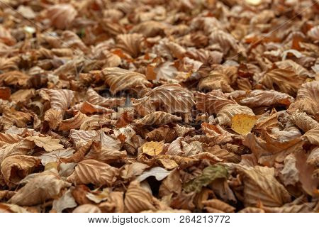 Carpet Of Fallen Autumn Leaves On Grass. Beautiful Colorful Leaves In Autumn Forest. Red, Orange, Ye