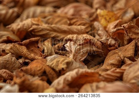 Carpet Of Fallen Autumn Leaves On Grass. Beautiful Colorful Leaves In Autumn Forest. Red, Orange, Ye