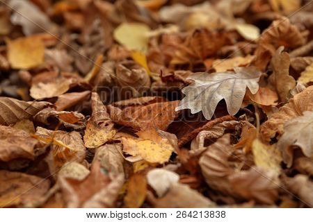Carpet Of Fallen Autumn Leaves On Grass. Beautiful Colorful Leaves In Autumn Forest. Red, Orange, Ye