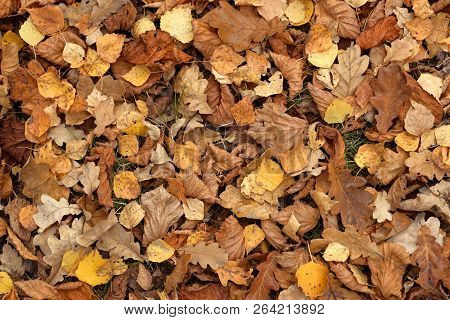 Carpet Of Fallen Autumn Leaves On Grass. Beautiful Colorful Leaves In Autumn Forest. Red, Orange, Ye