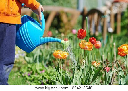European Boy With The Blue Watering Can Is Helping To Water The Flowers In The Croft.