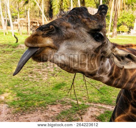A Funny Silly Looking Juvenile Giraffe Sticking Its Tongue Out On A Blurry Mottled Green Foliage Bac