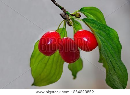 Ripe Cornel Fruits On A Branch Of Cornel Tree In The Daytime