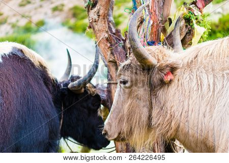 Himalayan Yaks On Annapurna Circuit Track, Nepal