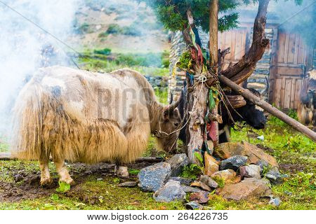 Himalayan Yaks On Annapurna Circuit Track, Nepal