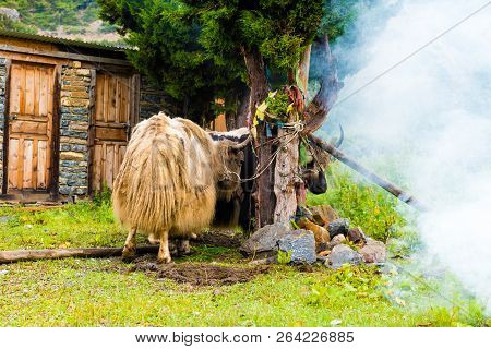 Himalayan Yaks On Annapurna Circuit Track, Nepal