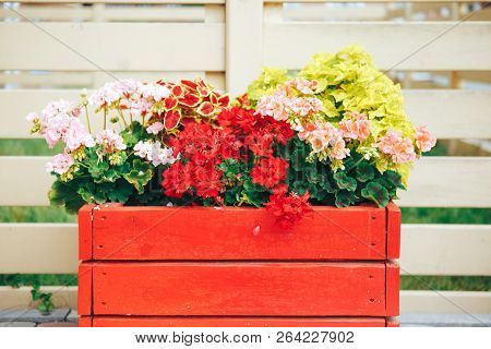 Large Red Wooden Pot With Flower. Street Wood Pot With Flowers In Outdoor.