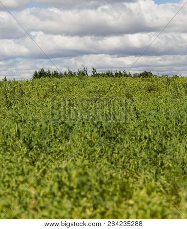 Agricultural Field With Green Pea Plants And Green Raw And Immature Pods, Focus On Trees On The Hori