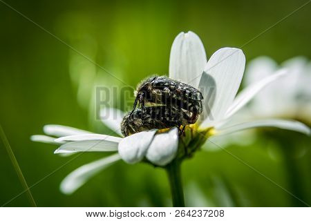 Two Beetles (oxythyrea Funesta) On Flower Macro Photography