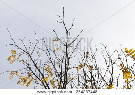 Small Amount Of Yellowing Leaves Of Trees In The Autumn Season, Autumn Of The Year, A Small Depth Of