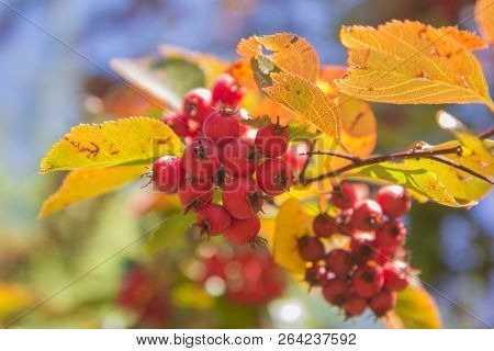 The Red Hawthorn Fruit On The Tree. It Is Also Called Crataegus Thornapple A Grape Like Red Fruit