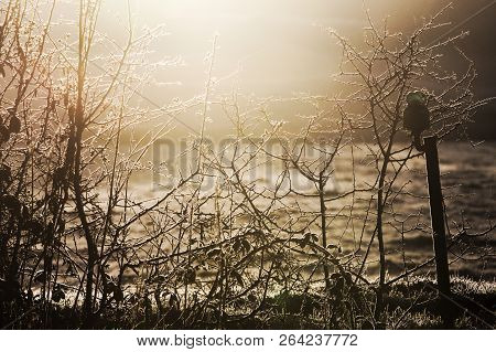 Raking Winter Light On Frozen Fence And Meadows
