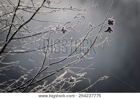 Close-up Of Twigs Covered With Frost Crystals