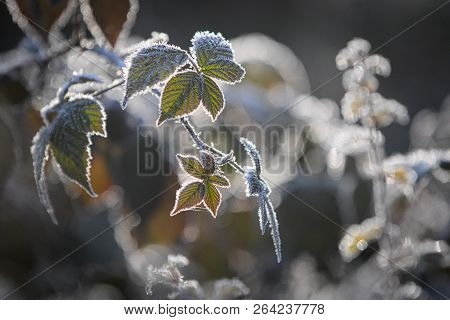 Close-up Of Leaves Covered With Frost Crystals