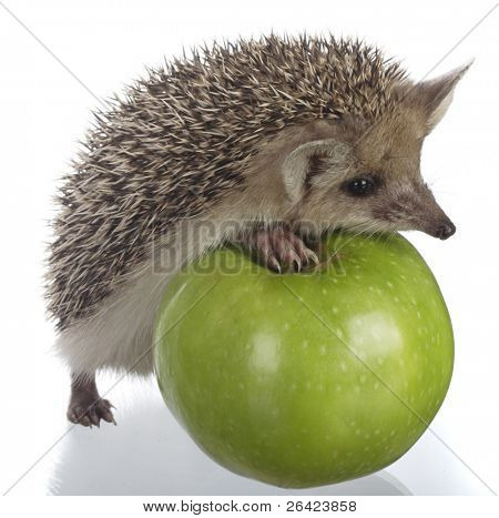 Ježek a jablko