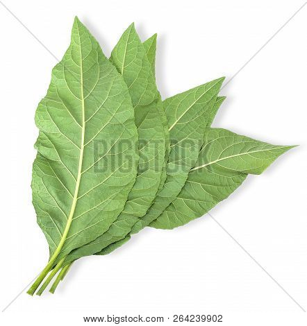 Gymnanthemum Extensum Isolated On White With Clipping Path.