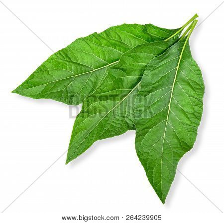 Gymnanthemum Extensum Isolated On White With Clipping Path.
