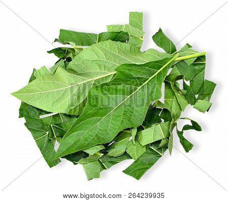 Gymnanthemum Extensum Isolated On White With Clipping Path.