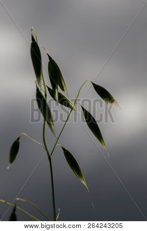 Dark, Unlighted Spikelets Of Oats With Grains On The Background Of Gray Sky