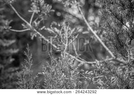 Day In The Forest