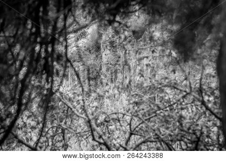 Day In The Forest