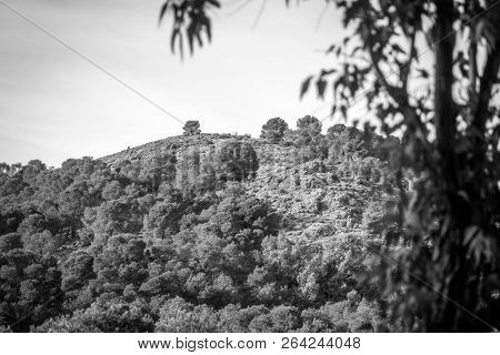 Day In The Forest