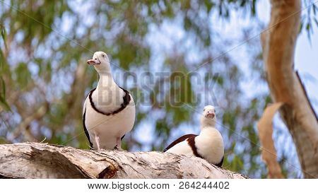 Australian Radjah Shelducks, Commonly Known As Burdekin Ducks, Sitting On A Tree Branch