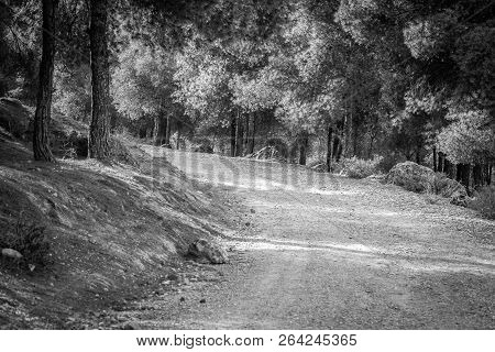 Day In The Forest