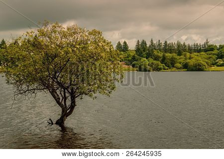 A Tree Growing In The Lake Caused By Fernworth Dam In Dartmoor National Park, Devon, United Kingdom