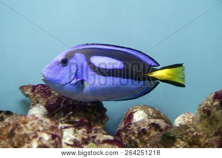 Blue Surgeonfish - Paracanthurus Hepatus - In An Aquarium