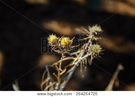 Beautiful Thorn Close-up. Small Thorn Bush Background.
