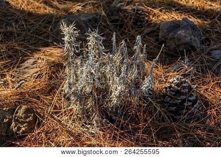 Small Bush. Beautiful Thorn Close-up. Small Thorn Bush Background.