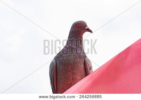 Pigeon Or Dove On Roofs. In Picture See Gray Tile Roof And A Beautiful Background Of Sky And Cloud. 