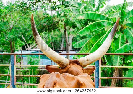 Brown Watusi Watussi African Bull Couple Portrait
