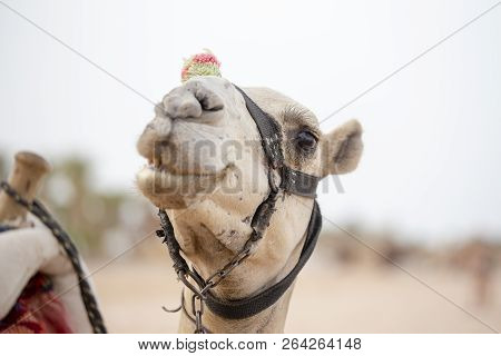 Muzzle Camel In Sharm El Sheikh, Egypt. Animal In Desert.