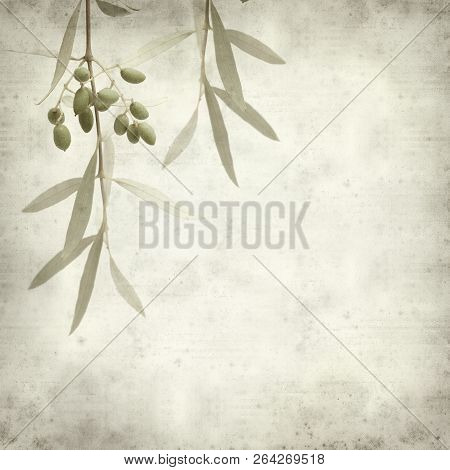 Textured Old Paper Background With Green Olives Ripening On Branches