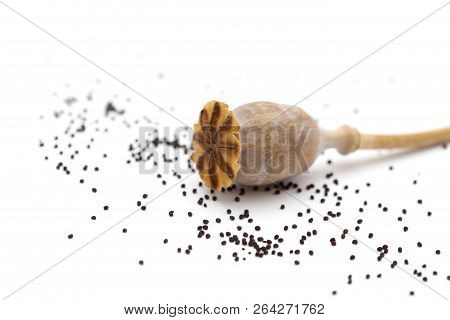 Dried Poppy Seed Pods Of Breadseed Poppy