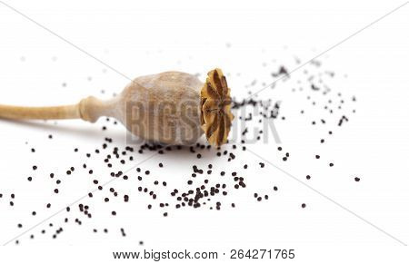 Dried Poppy Seed Pods Of Breadseed Poppy