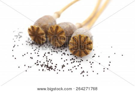 Dried Poppy Seed Pods Of Breadseed Poppy