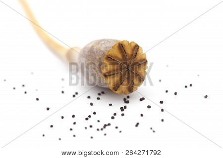 Dried Poppy Seed Pods Of Breadseed Poppy