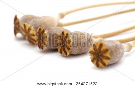Dried Poppy Seed Pods Of Breadseed Poppy