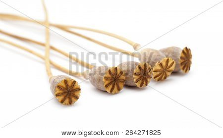 Dried Poppy Seed Pods Of Breadseed Poppy