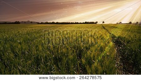 Wheat Field Grain Meadow Agriculture Vintage Panorama