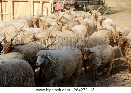 Flock Of Traditional Hungarian Sheep In Low Lights Rural Scene At Animal Farm