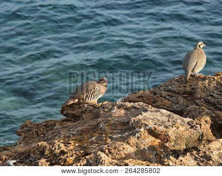 Partridge Hen Alectoris Chukar: Birds Of Greece