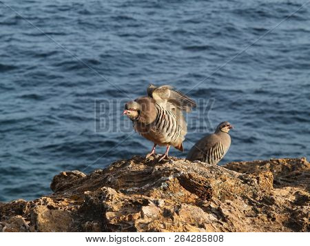 Partridge Hen Alectoris Chukar: Birds Of Greece