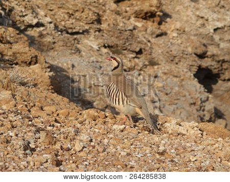 Partridge Hen Alectoris Chukar: Birds Of Greece