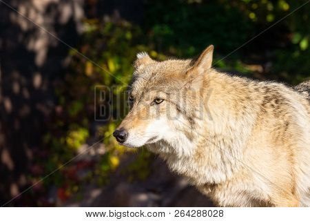 Wolf In The Forest